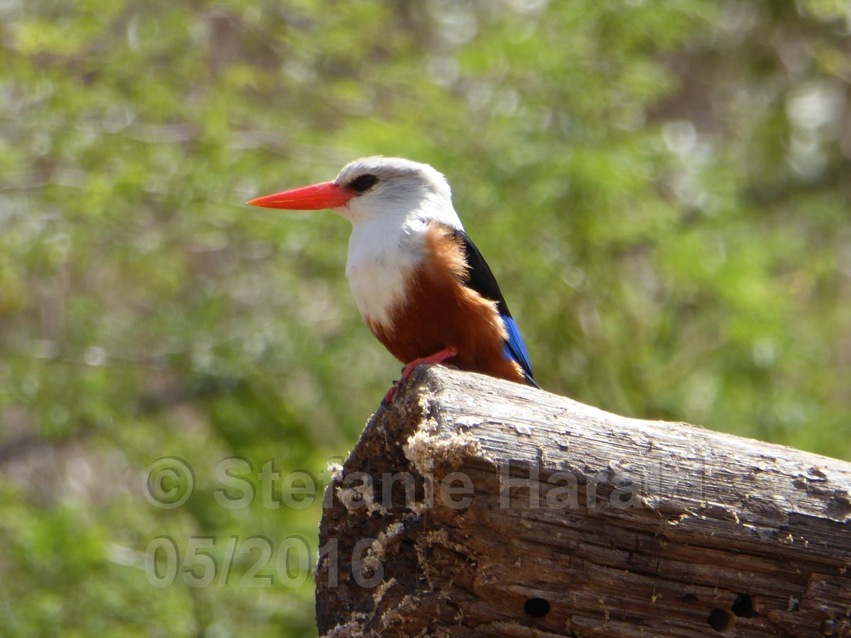 King Fisher