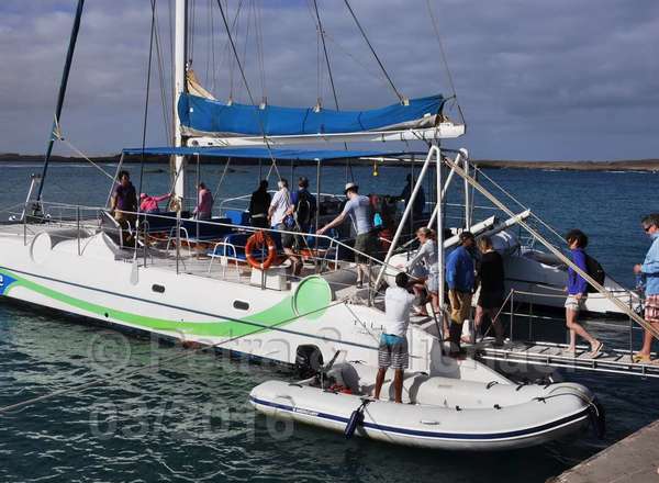 Boavista Whale-Watching