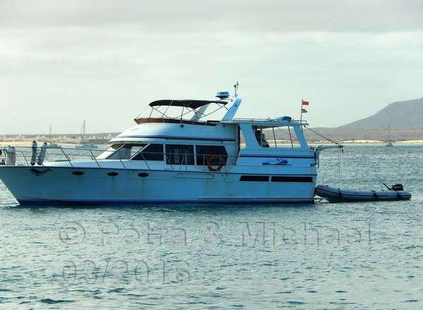Boavista Whale-Watching