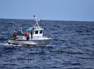 Boavista Whale-Watching