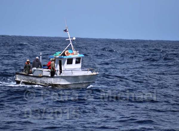 Boavista Whale-Watching