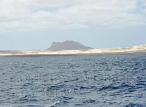 Boavista Whale-Watching