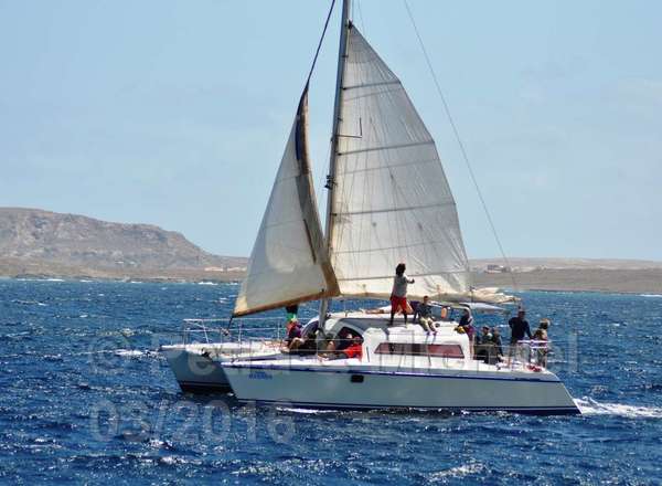 Boavista Whale-Watching