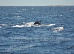 Boavista Whale-Watching