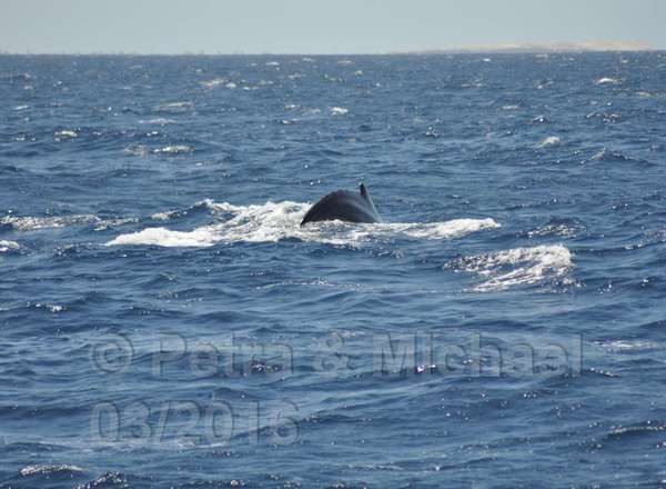 Boavista Whale-Watching