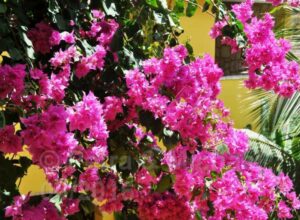 Orquidea Guesthouse / Praia do Estoril