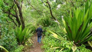Wandern durch das "Verde" von Cabo Verde