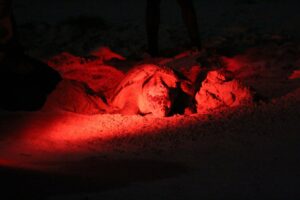 Schildkröte bei der Eiablage