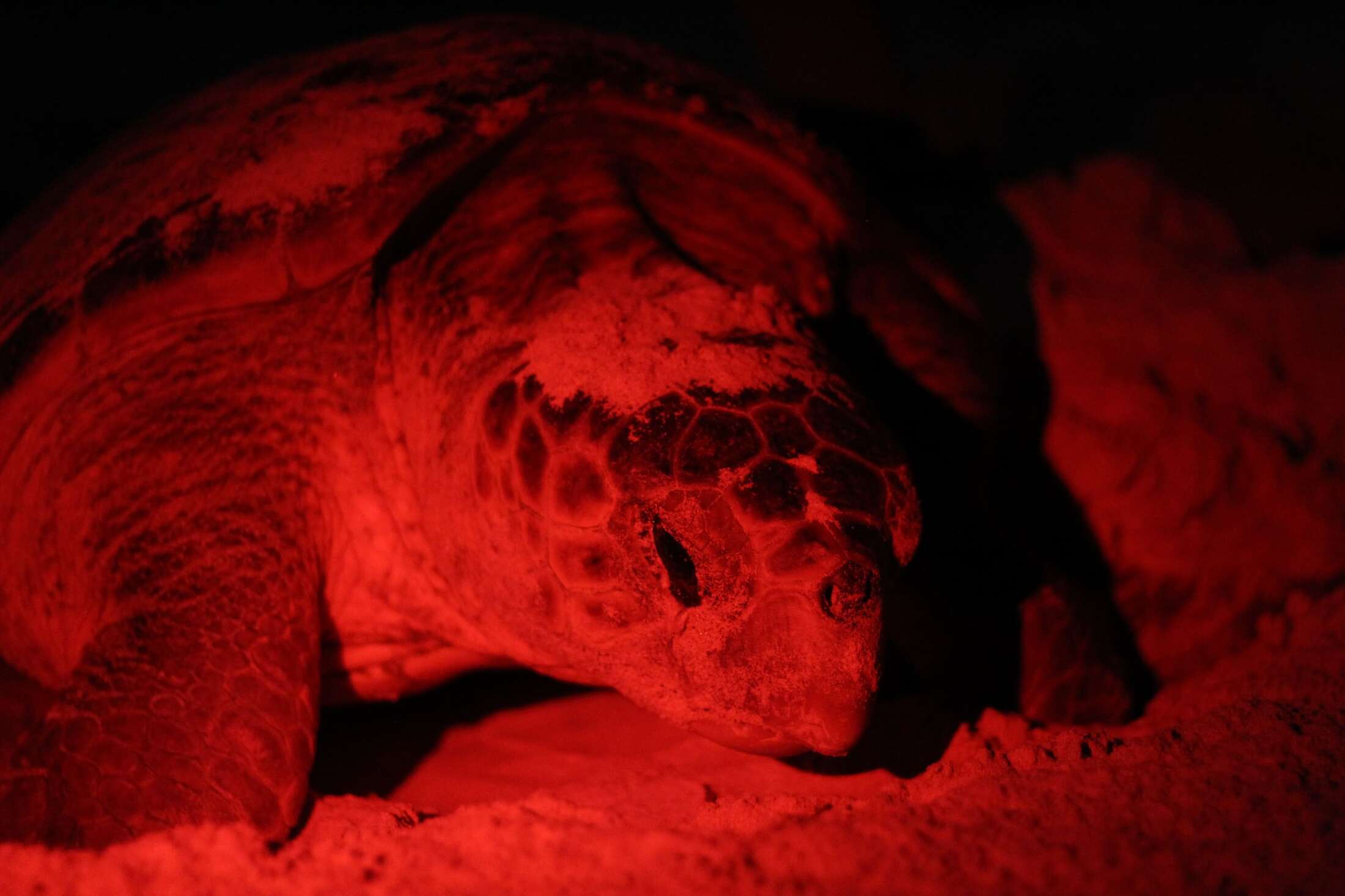 Schildkröte an einem Strand auf Boa Vista