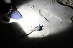 Babyschildkröte auf dem Weg ins Meer