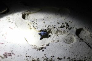 Babyschildkröte in einem Fußabdruck
