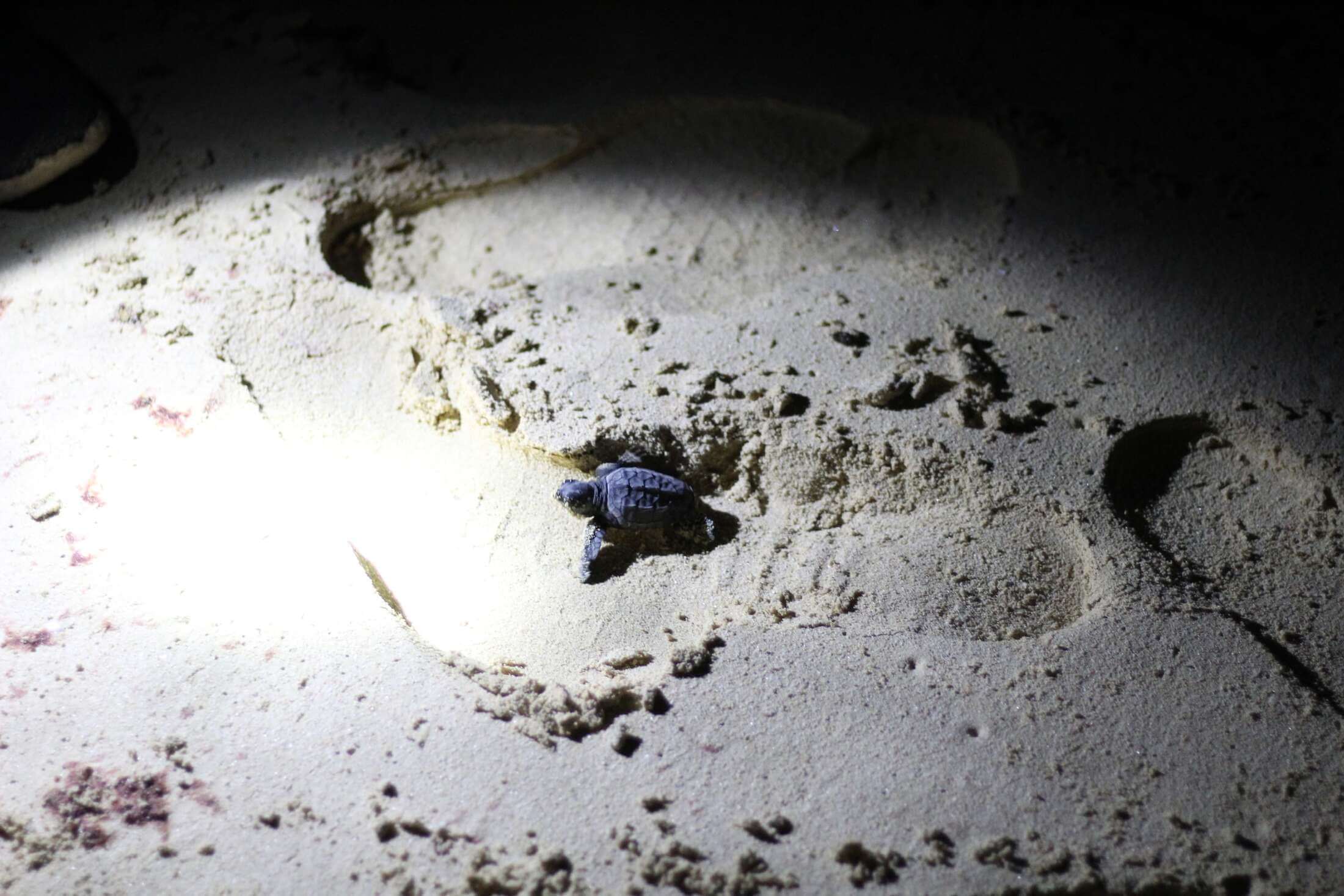 Babyschildkröte in einem Fußabdruck