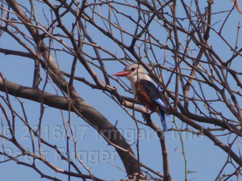 Pasarinha - Eisvogel - KingFisher (endemisch )