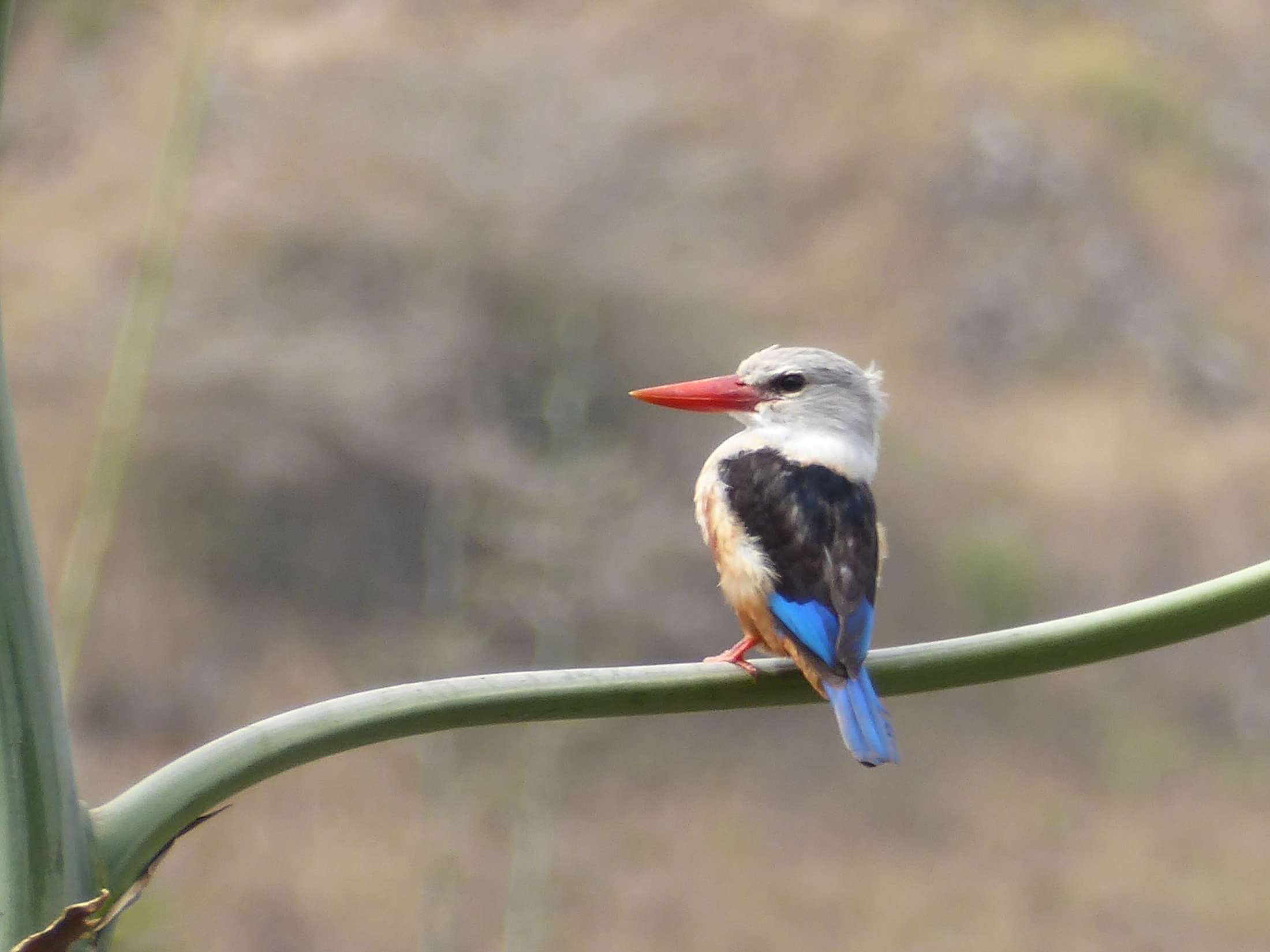 Graukopfliest - Grey Headed Kingfisher - Halcyon leucocephala