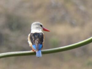 Graukopfliest - Grey Headed Kingfisher - Halcyon leucocephala