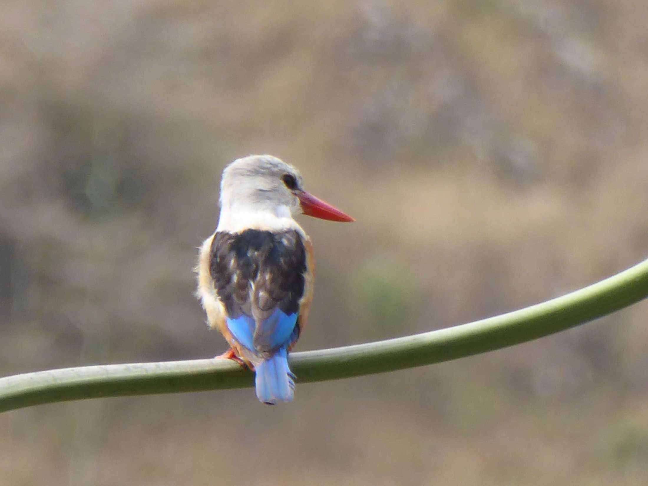 Graukopfliest - Grey Headed Kingfisher - Halcyon leucocephala