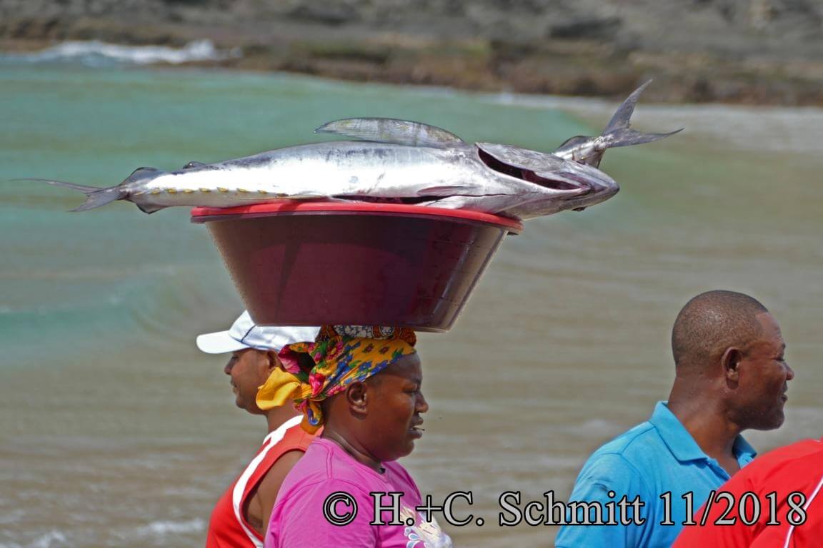 Fischvrkaäfering auf Santiago