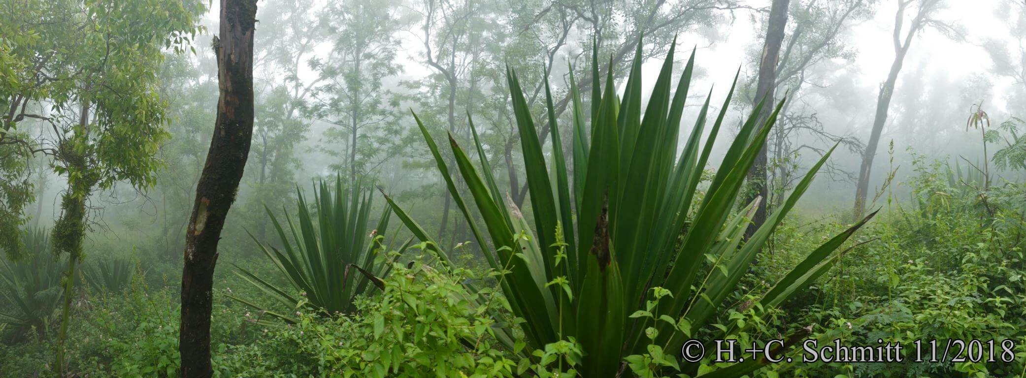 Passatnebel auf der Wanderung von Serra in die Ribeira Principal