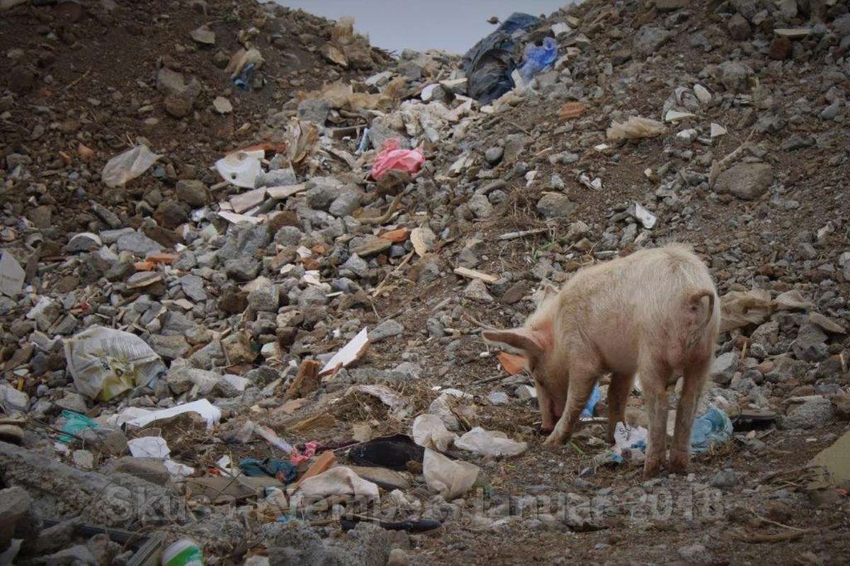 Schwein auf Futtersuche