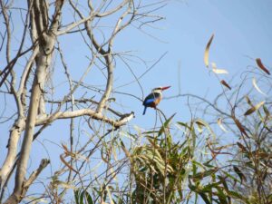 Ein Kingfisher am Wegesrand