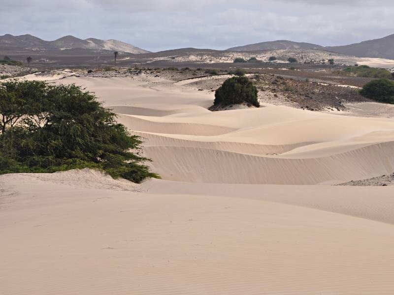 Ein Ausflug zu den Wanderdünen im Inselinnern - Deserto de Viana - ist meist bei einer Inselrundfahrt inkludiert und zeigt beeindruckend wie die Wüste hier auf dem Vormarsch ist. Seit 1855 bedrohen die Sandstürme die Insel und machen auch vor den Akazienanpflanzungen und den Bewässerungsoasen nicht halt. Bis zu 10m hoch und 100m lang können diese sogenannten Sicheldünen werden. Sie verlagern sich immer wieder in Windrichtung.