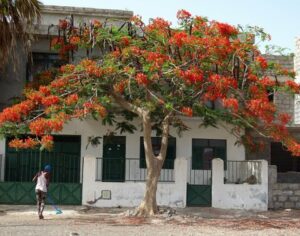 Flamboyant - Flammenbaum in Tarrafal
