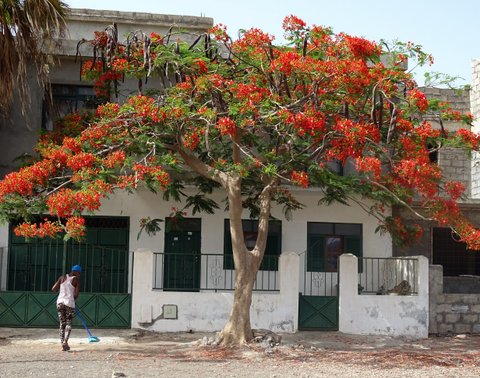 Flamboyant - Flammenbaum in Tarrafal