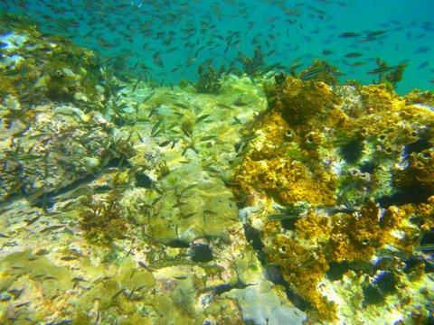 Unterwasserwelt beim Schnorcheln