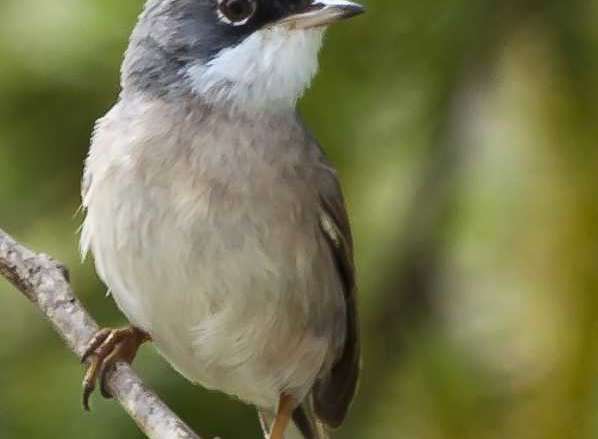 Brillengrasmücke - Spectacled Warbler - Silvia conspicillata orbitalis