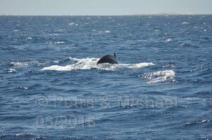 Rundreise "Berge & Meer" komfortable Ausflüge März/April 2017 - Rückfahrt Porto Novo - Mindelo