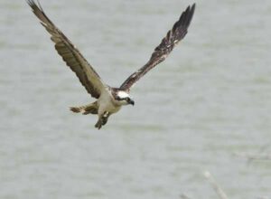 Fischadler - Western Osprey - Pandion haliaetus - Visarend