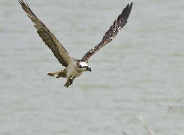 Fischadler - Western Osprey - Pandion haliaetus - Visarend
