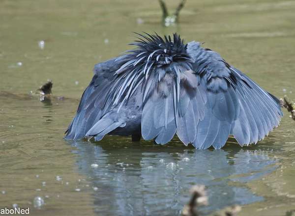 Glockenreiher - Black Egret/ Black Heron - Egretta ardesiaca