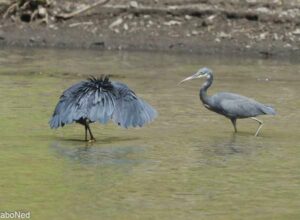 Glockenreiher - Black Egret/ Black Heron - Egretta ardesiaca G