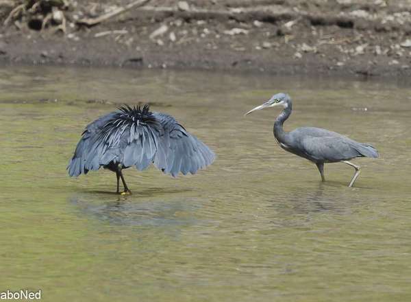 Glockenreiher - Black Egret/ Black Heron - Egretta ardesiaca G