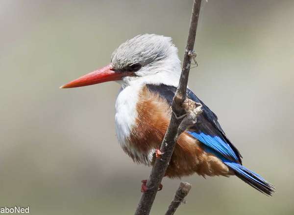 Graukopfliest - Grey Headed Kingfisher - Halcyon leucocephala