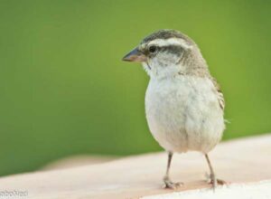 Kapverdensperling - Iago Sparrow - Passer iagoensis