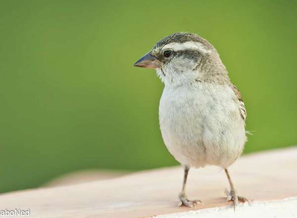 Kapverdensperling - Iago Sparrow - Passer iagoensis