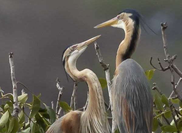 Kapverdischer Purpurreiher