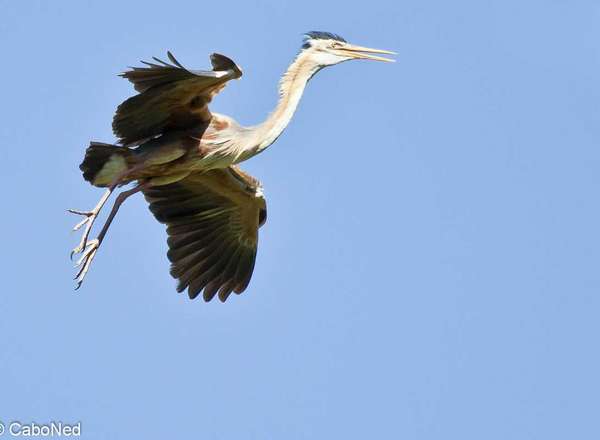 Kapverdischer Purpurreiher - - Bourne's Heron - Ardea purpurea bournei