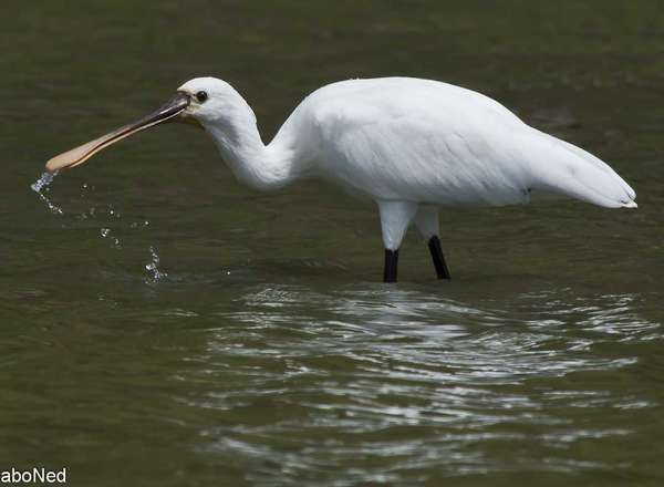 Löffler - Eurasian Spoonbill - Platalea leucorodia