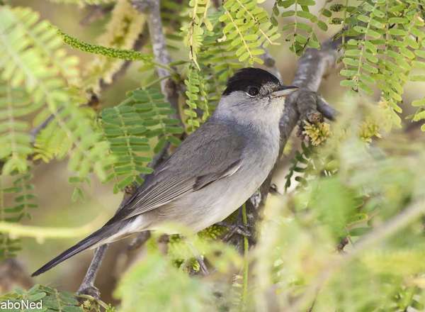 Mönschsgrasmücke - Blackcap Warbler - Sylvia Atricapilla