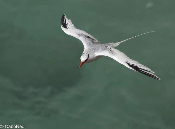 Rotschnabel Tropivogel - Red-billed Tropicbird - Phaeton aethereus