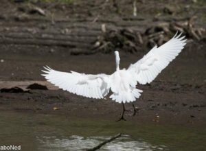 Silberreiher - Egretta Alba