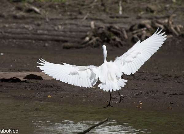 Silberreiher - Egretta Alba