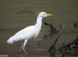Silberreiher - Egretta Alba
