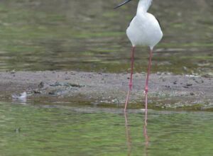 Stelzenläufer - Himantopus Himantopus - Black Winged Stilt