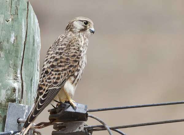 Turmfalke - Common Kestrel - Falco tinnunculus