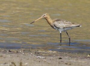 Uferschnepfe - Black-tailed Godwit - Limosa Limosa