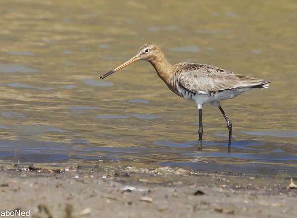 Uferschnepfe - Black-tailed Godwit - Limosa Limosa